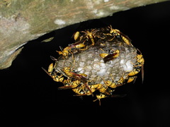 Polistes diabolicus