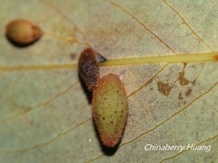 Daphnephila taiwanensis