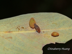 Daphnephila taiwanensis