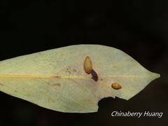 Daphnephila taiwanensis