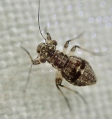 Mesopsocidae