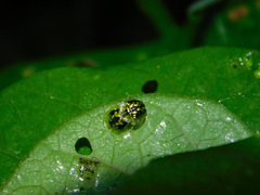 Cassida catenata
