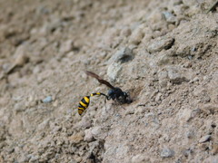 Phimenes flavopictus blanchardi