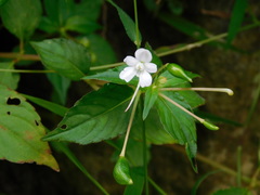 Impatiens platypetala nematoceras