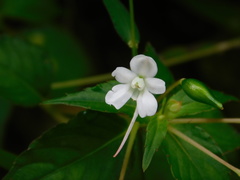 Impatiens platypetala nematoceras