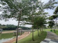 Terminalia molinetii