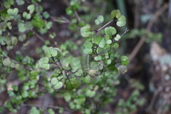 Coprosma spathulata