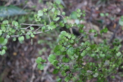 Coprosma spathulata