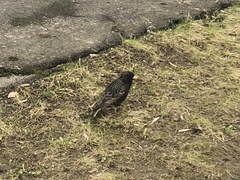 Sturnus vulgaris