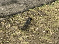 Sturnus vulgaris
