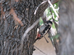 Dendrocopos syriacus