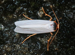 Agylla nivea