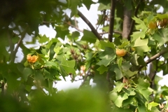 Liriodendron × sinoamericanum