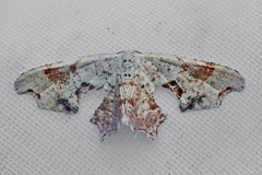 Calledapteryx dryopterata