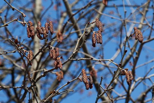 Manchurian Alder