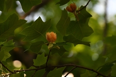 Liriodendron × sinoamericanum