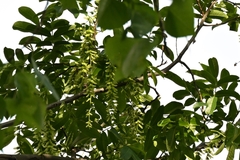 Pterocarya