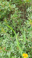 Lathyrus annuus