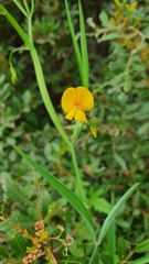 Lathyrus annuus