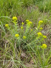 Euphorbia seguieriana