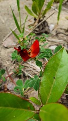 Lotus tetragonolobus