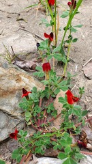 Lotus tetragonolobus