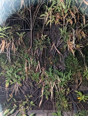 Tecoma fulva guarume