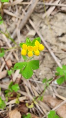 Lotus ornithopodioides