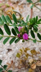 Onobrychis caput-galli