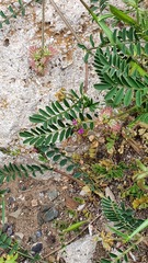 Onobrychis caput-galli