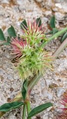 Onobrychis caput-galli