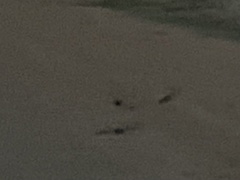 Caprimulgus vexillarius