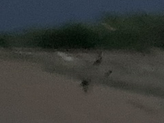 Caprimulgus vexillarius