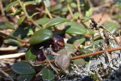 Cladonia rei