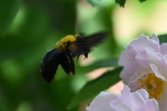 Xylocopa appendiculata appendiculata