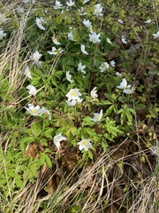 Anemonoides nemorosa