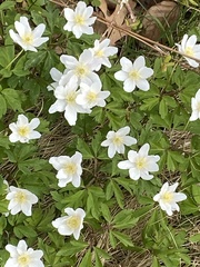 Anemonoides nemorosa
