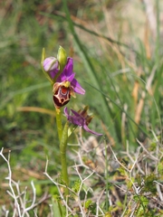 Ophrys heldreichii