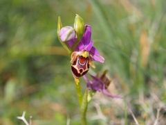 Ophrys heldreichii