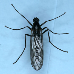 Boreoides subulatus