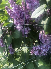 Syringa