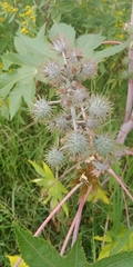 Ricinus communis
