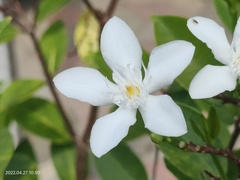 Wrightia antidysenterica