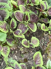 Amaranthus tricolor