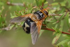 Microtropesa sinuata