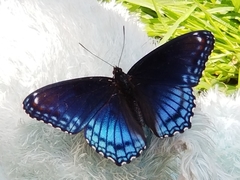 Limenitis arthemis astyanax