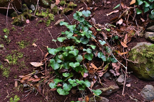 Adiantum reniforme image