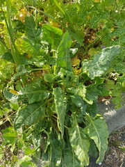 Beta vulgaris vulgaris