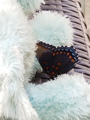 Limenitis arthemis astyanax