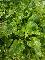 Beta vulgaris vulgaris